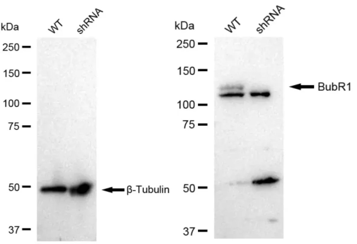 KD-Validated BubR1 Recombinant Rabbit Monoclonal Antibody