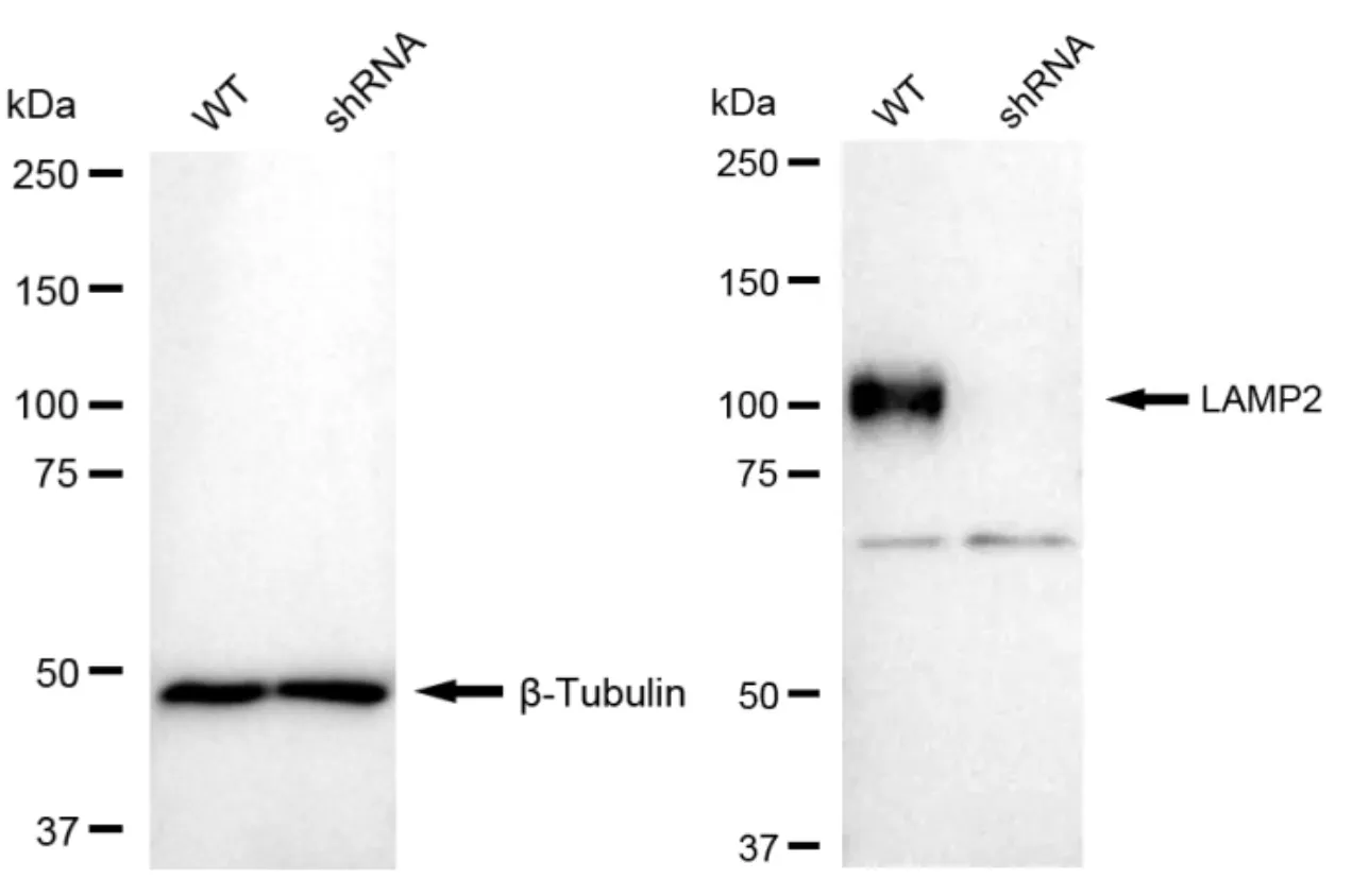 KD-Validated LAMP2 Recombinant Rabbit Monoclonal Antibody