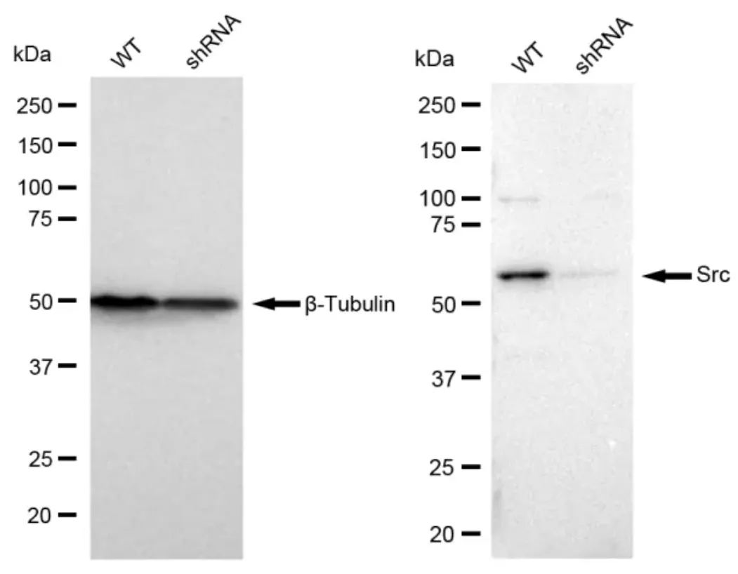 KD-Validated Src Recombinant Rabbit Monoclonal Antibody