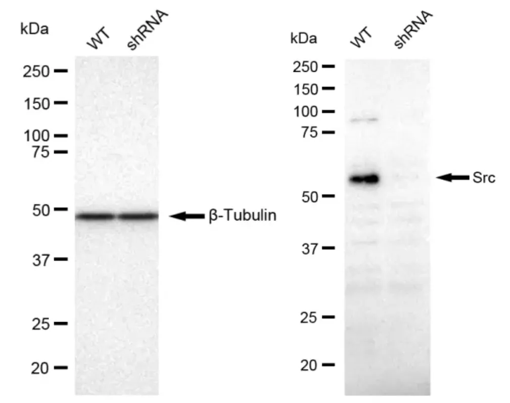 KD-Validated Src Recombinant Rabbit Monoclonal Antibody