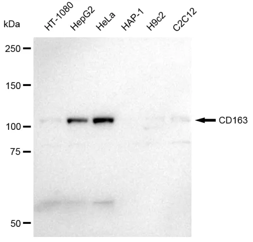 WesternBlot(WB) - KD-Validated CD163 Recombinant Rabbit Monoclonal Antibody KVAb00239