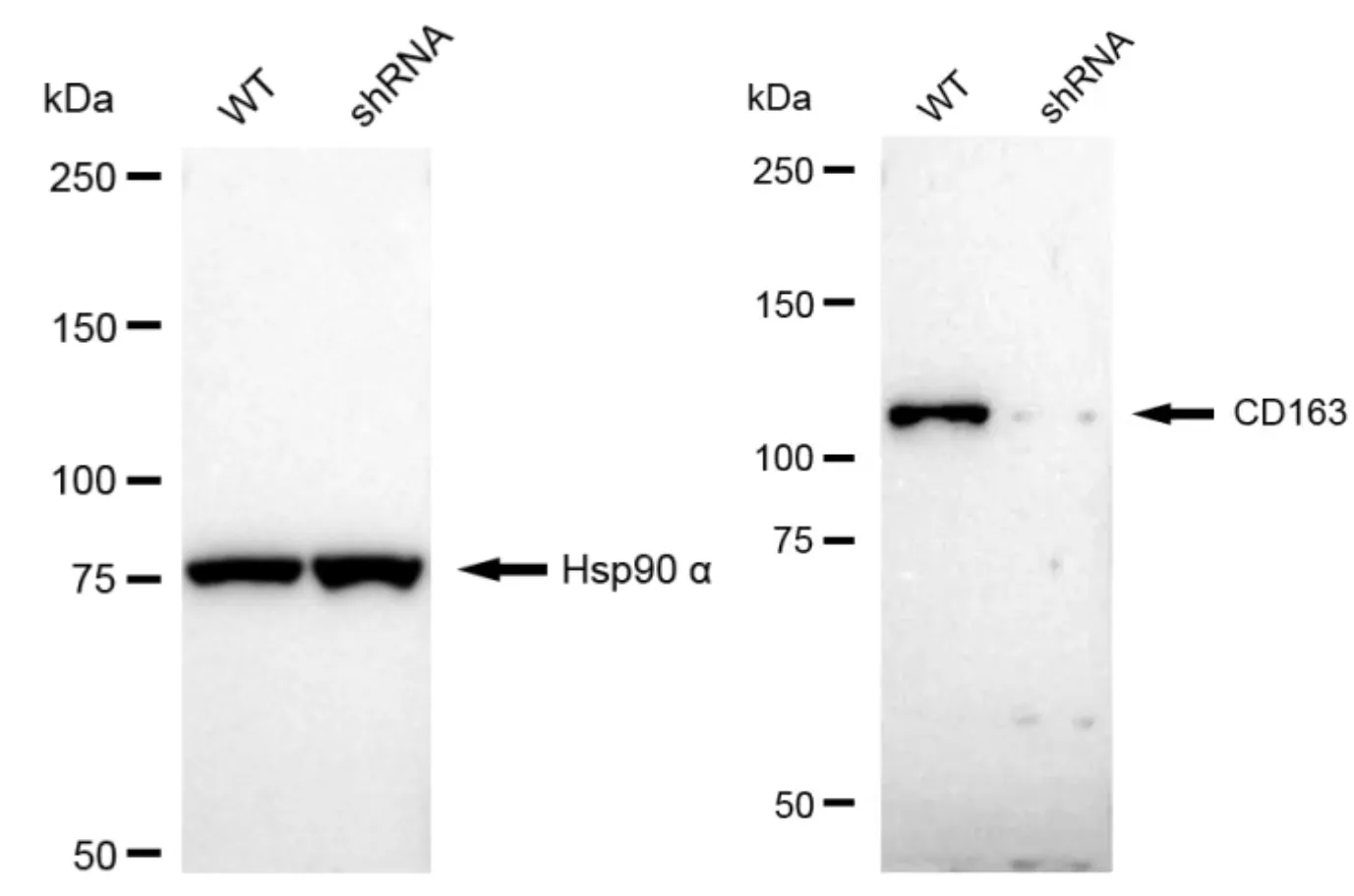 WesternBlot(WB) - KD-Validated CD163 Recombinant Rabbit Monoclonal Antibody KVAb00239