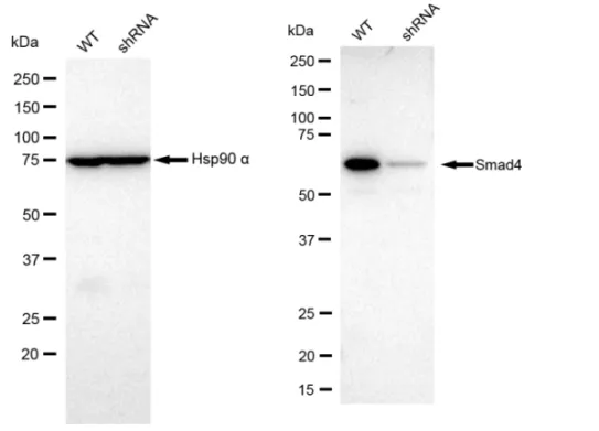 KD-Validated Smad4 Recombinant Rabbit Monoclonal Antibody