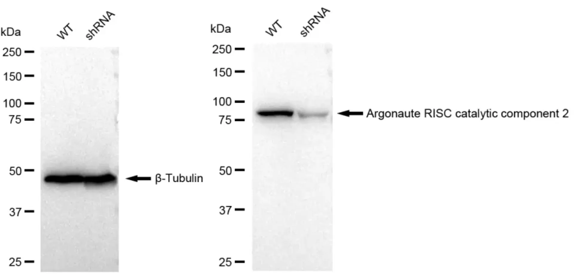 KD-Validated Argonaute RISC Catalytic Component 2 Recombinant Rabbit Monoclonal Antibody