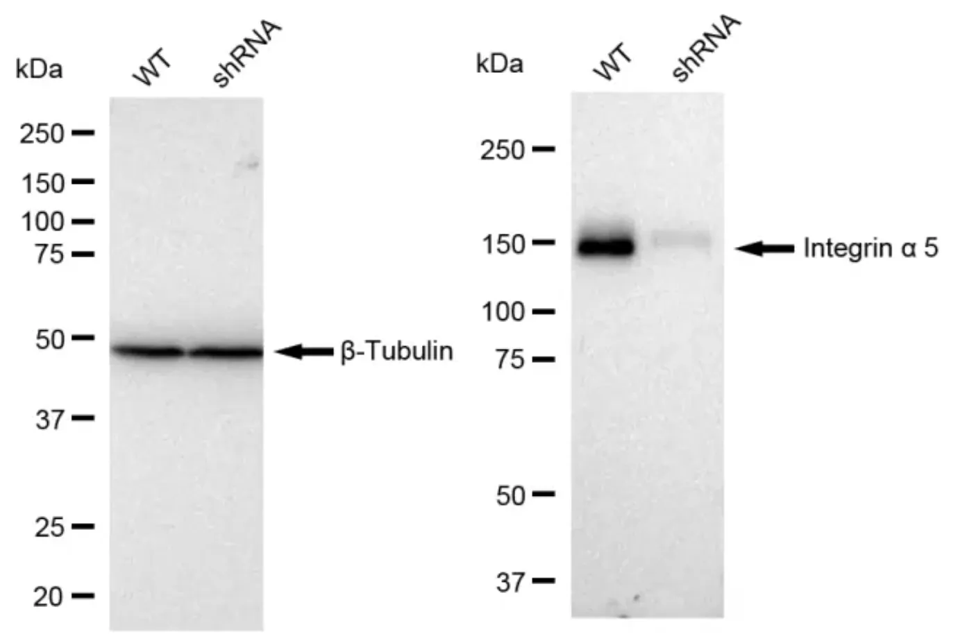 KD-Validated Integrin Alpha 5 Recombinant Rabbit Monoclonal Antibody