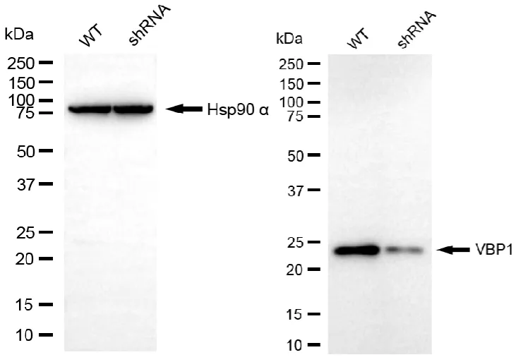 KD-Validated VBP1 Mouse Monoclonal Antibody