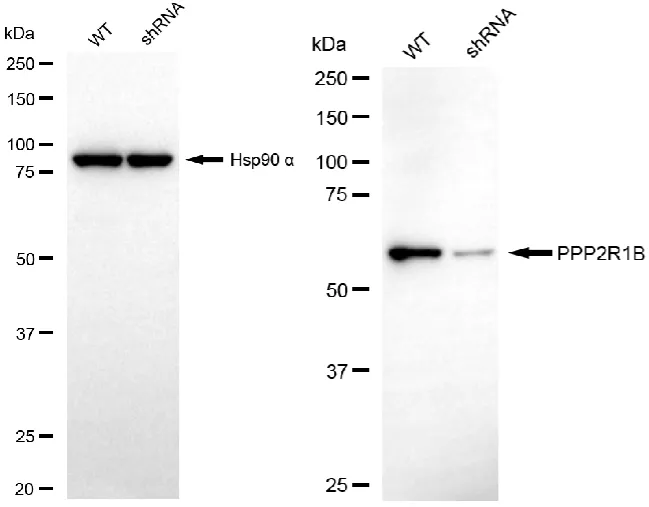 KD-Validated PPP2R1B Mouse Monoclonal Antibody