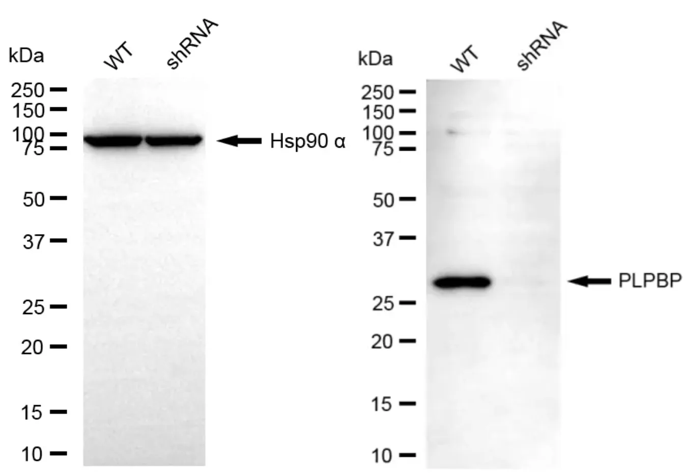 KD-Validated PLPBP Mouse Monoclonal Antibody