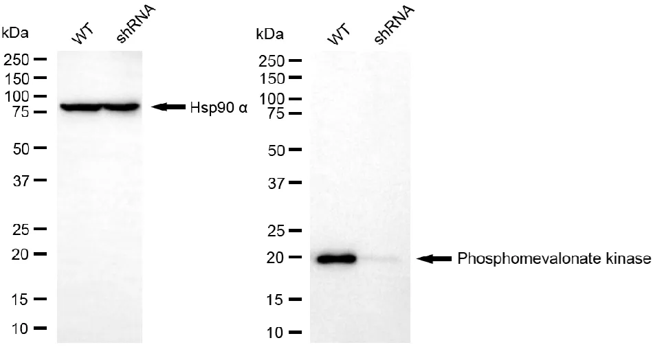KD-Validated PMVK Mouse Monoclonal Antibody