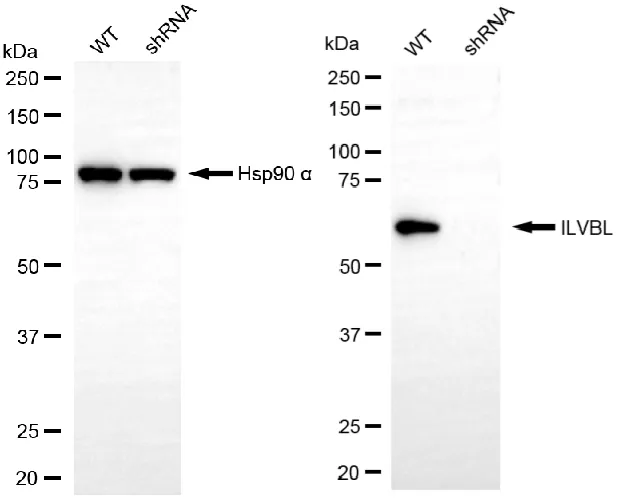 KD-Validated ILVBL Mouse Monoclonal Antibody