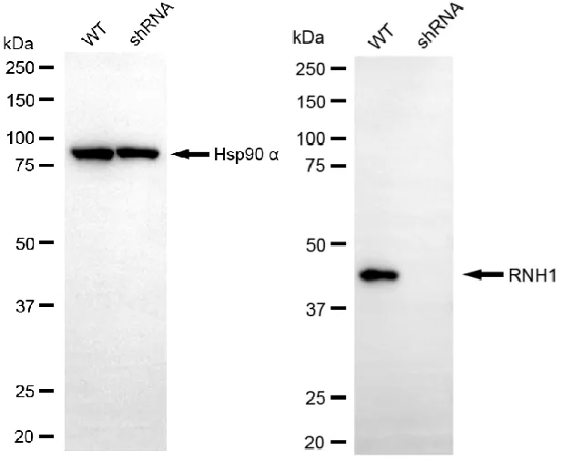 KD-Validated RNH1 Mouse Monoclonal Antibody