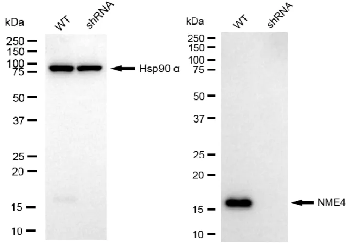 KD-Validated NME4 Mouse Monoclonal Antibody