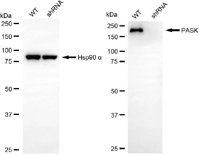 KD-Validated PASK Mouse Monoclonal Antibody