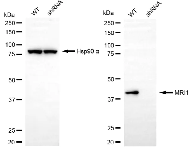 KD-Validated MRI1 Mouse Monoclonal Antibody