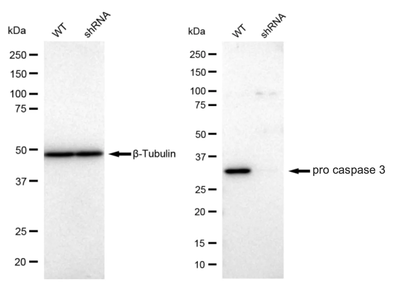 KD-Validated Active + Pro Caspase 3 Recombinant Rabbit Monoclonal Antibody
