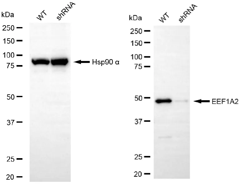 KD-Validated EEF1A2 Recombinant Rabbit Monoclonal Antibody