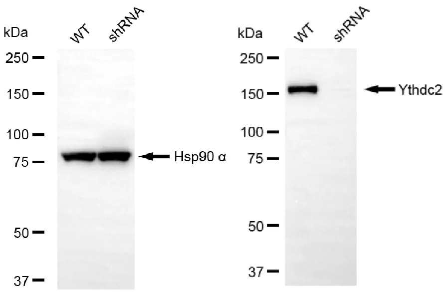 KD-Validated YTHDC2 Recombinant Rabbit Monoclonal Antibody