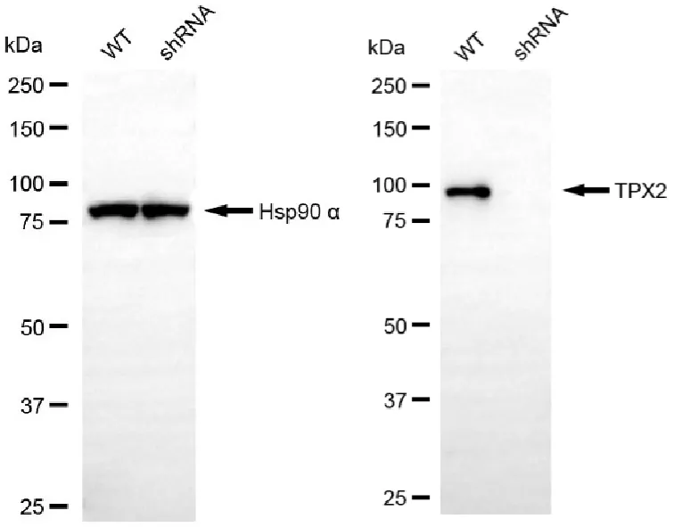 KD-Validated TPX2 Recombinant Rabbit Monoclonal Antibody