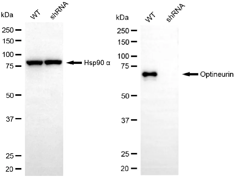 WesternBlot(WB) - KD-Validated Optineurin Recombinant Rabbit Monoclonal Antibody KVAb00307