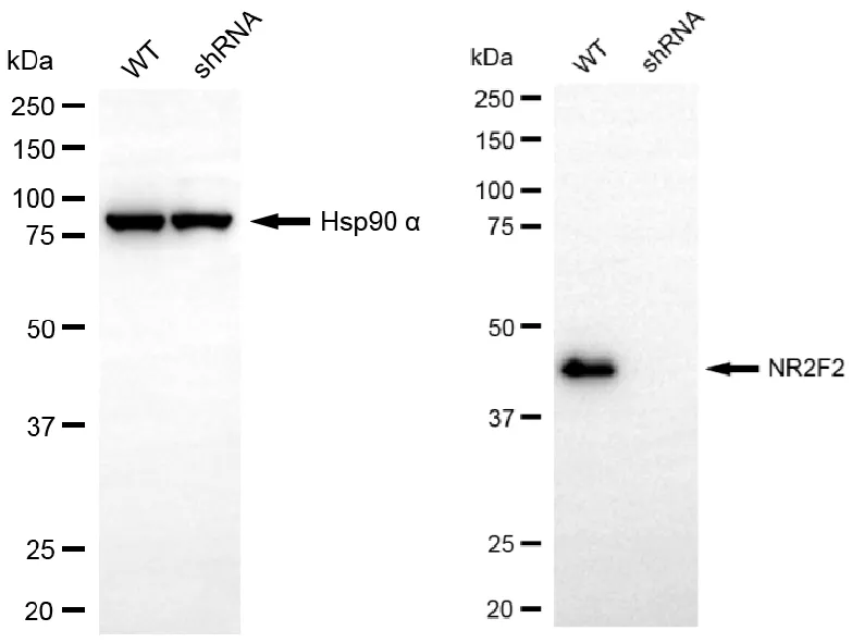 KD-Validated NR2F2 Recombinant Rabbit Monoclonal Antibody