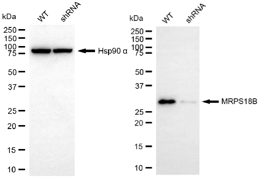 KD-Validated MRPS18B Recombinant Rabbit Monoclonal Antibody