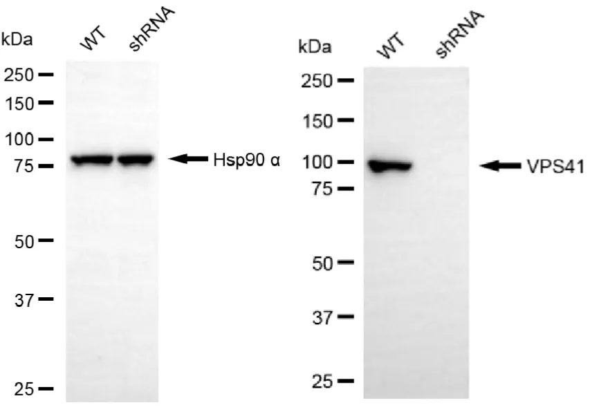 KD-Validated VPS41 Recombinant Rabbit Monoclonal Antibody