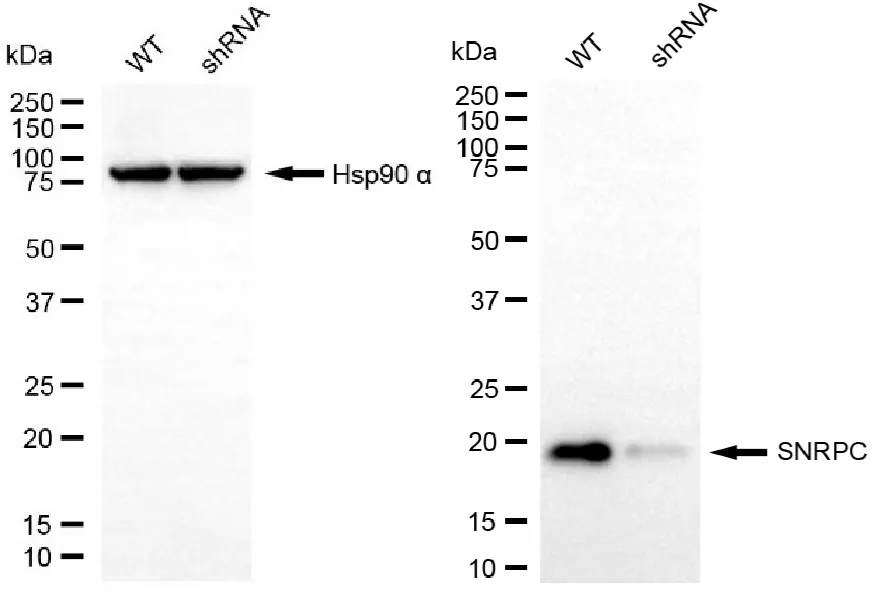KD-Validated SNRPC Recombinant Rabbit Monoclonal Antibody