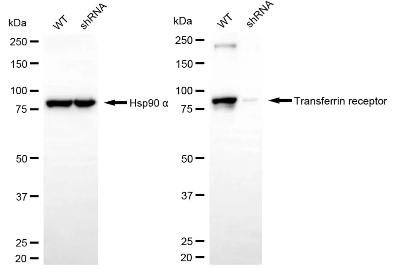 KD-Validated Transferrin Receptor Recombinant Rabbit Monoclonal Antibody