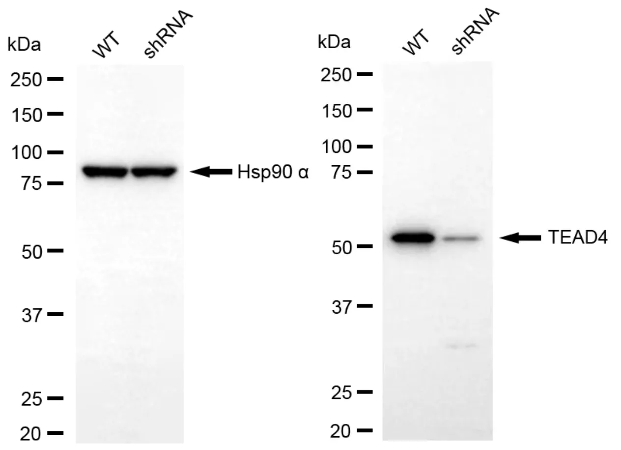 KD-Validated TEAD4 Recombinant Rabbit Monoclonal Antibody