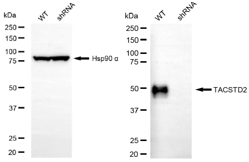 KD-Validated TACSTD2 Recombinant Rabbit Monoclonal Antibody