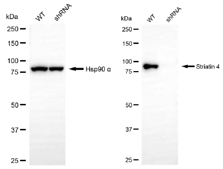 KD-Validated Striatin 4 Recombinant Rabbit Monoclonal Antibody
