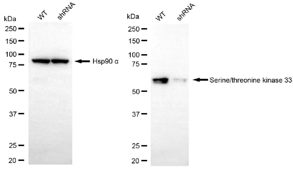 KD-Validated STK33 Recombinant Rabbit Monoclonal Antibody