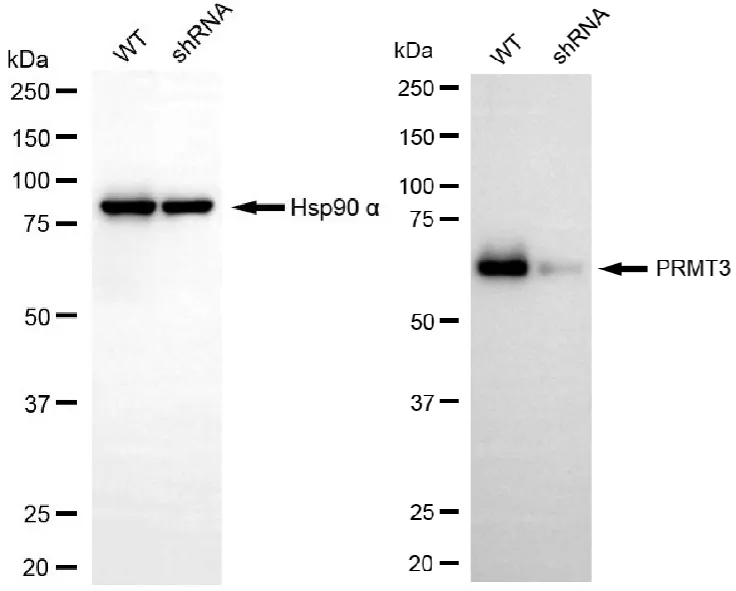 KD-Validated PRMT3 Recombinant Rabbit Monoclonal Antibody