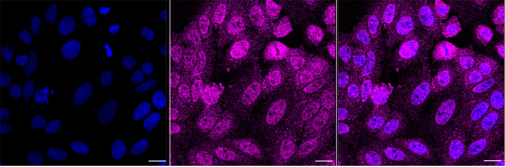 Immunocytochemistry(ICC) - KD-Validated POLDIP2 Recombinant Rabbit Monoclonal Antibody KVAb00330