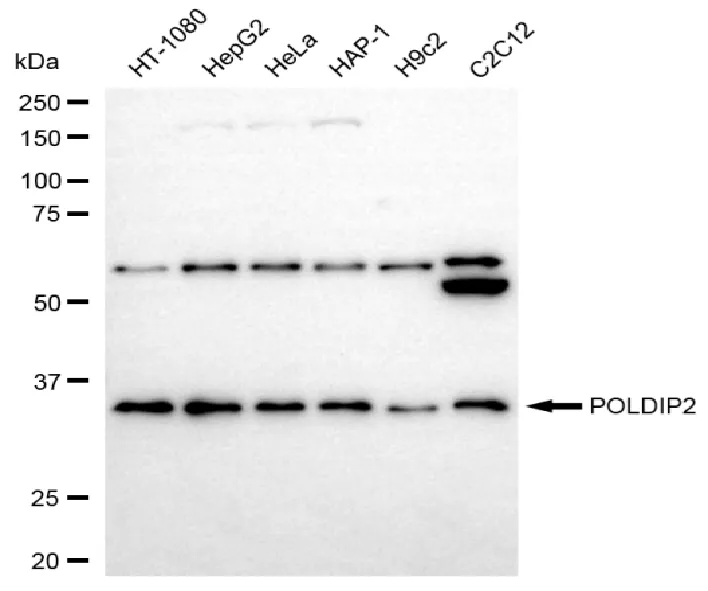 WesternBlot(WB) - KD-Validated POLDIP2 Recombinant Rabbit Monoclonal Antibody KVAb00330