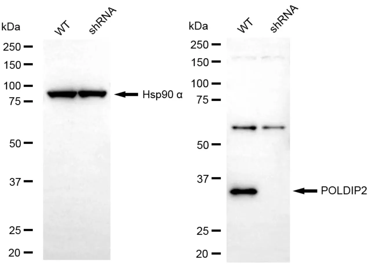 WesternBlot(WB) - KD-Validated POLDIP2 Recombinant Rabbit Monoclonal Antibody KVAb00330
