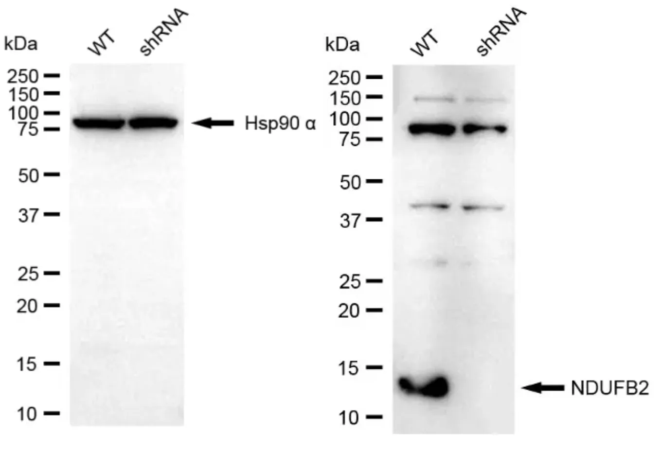 KD-Validated NDUFB2 Recombinant Rabbit Monoclonal Antibody