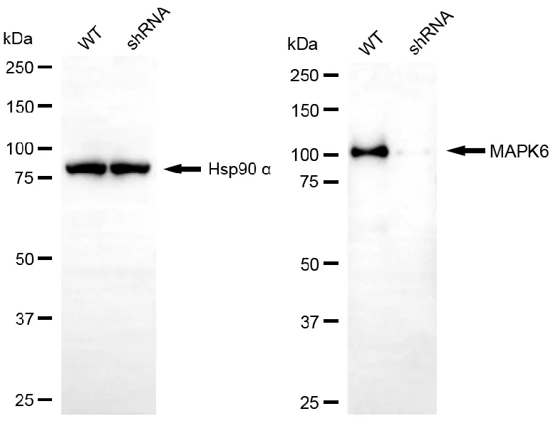 KD-Validated MAPK6 Recombinant Rabbit Monoclonal Antibody