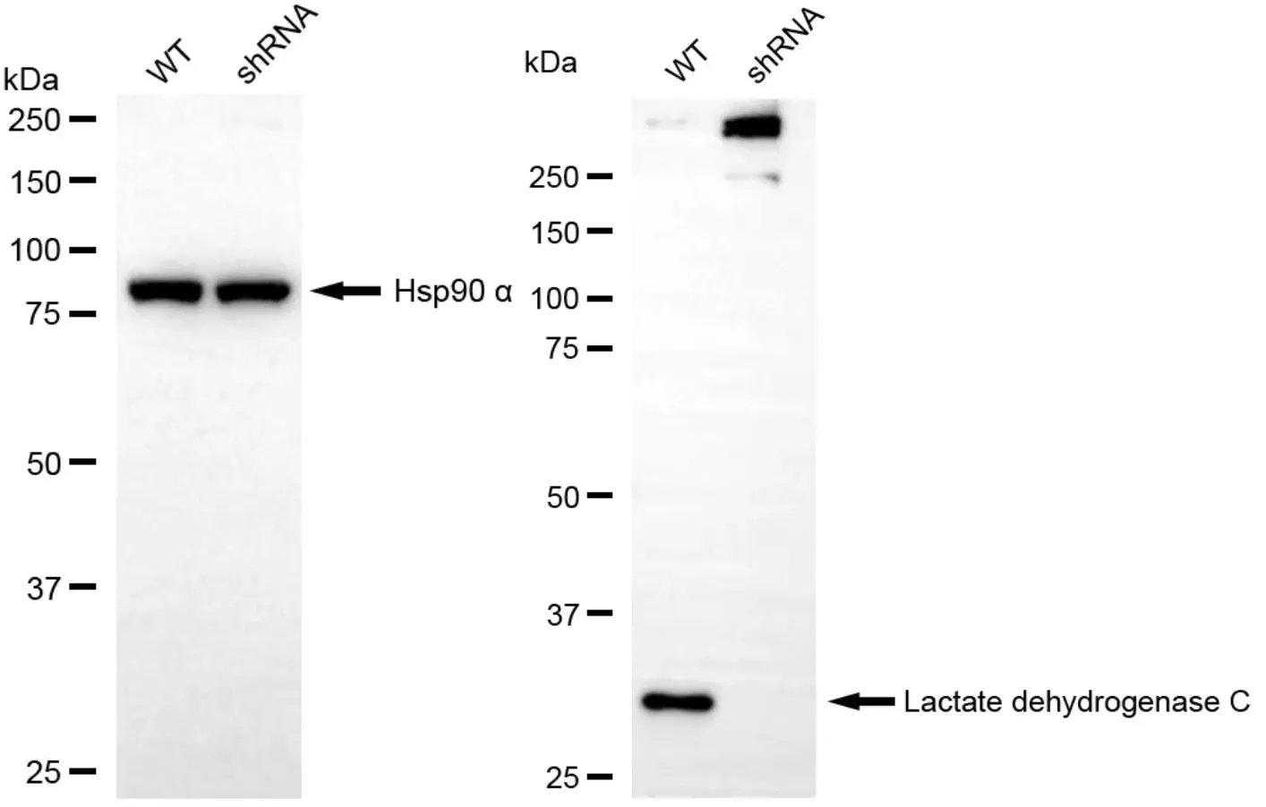 KD-Validated Lactate Dehydrogenase C Recombinant Rabbit Monoclonal Antibody