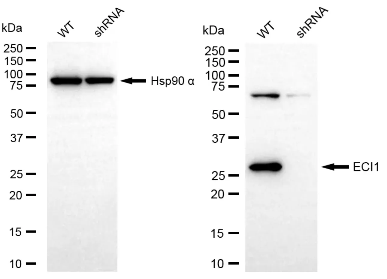 KD-Validated ECI1 Recombinant Rabbit Monoclonal Antibody