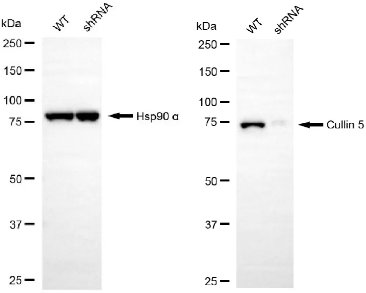 KD-Validated Cullin 5 Recombinant Rabbit Monoclonal Antibody