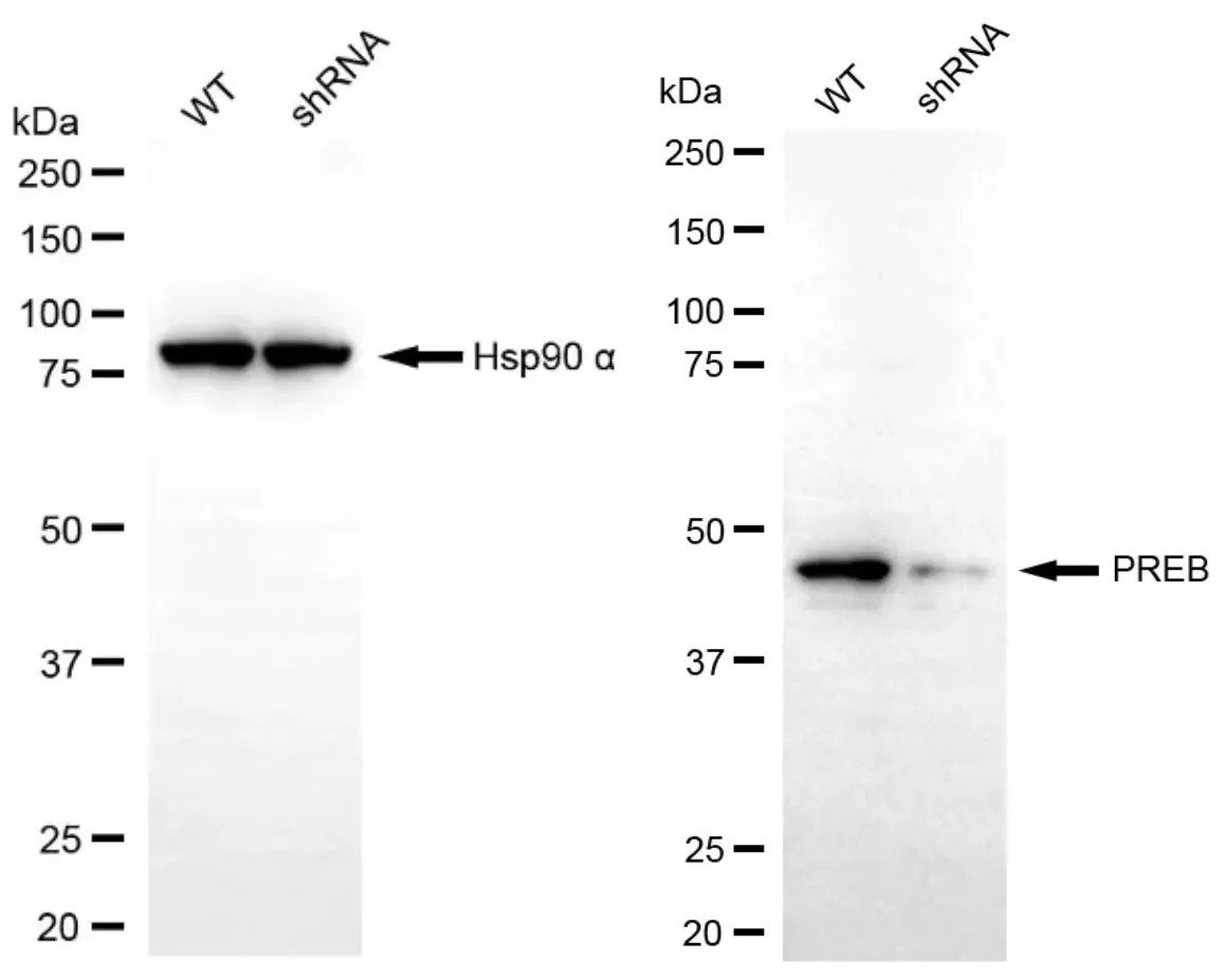 KD-Validated PREB Recombinant Rabbit Monoclonal Antibody