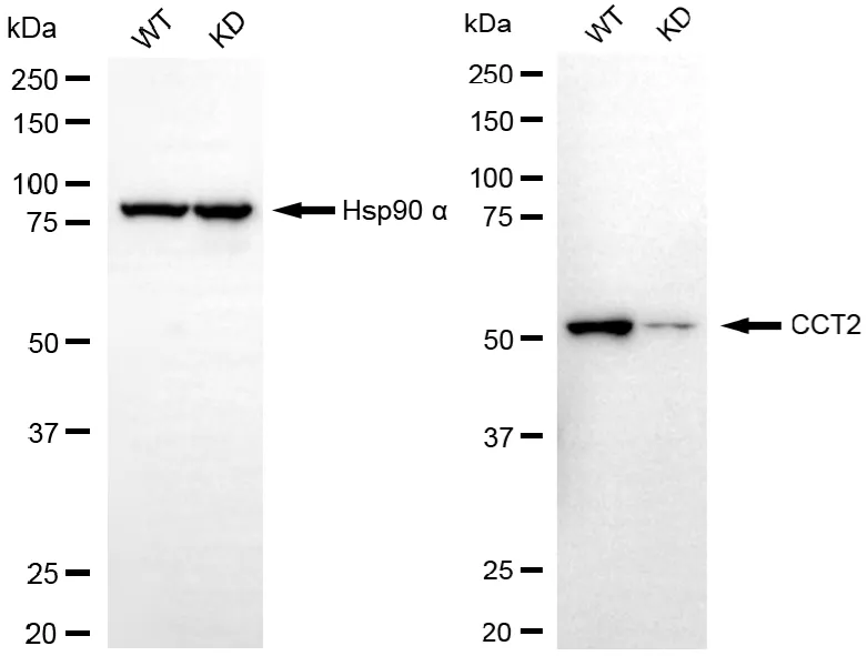 KD-Validated CCT2 beta Recombinant Rabbit Monoclonal Antibody