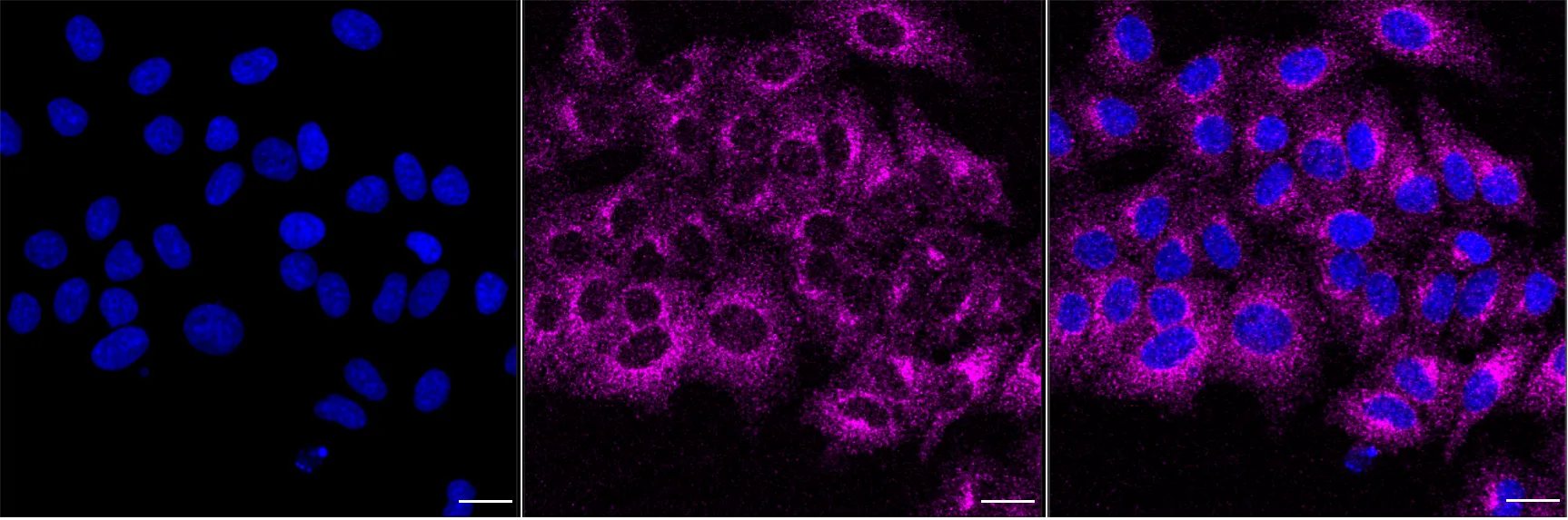 Immunocytochemistry(ICC) - KD-Validated ARFGAP3 Mouse Oligoclonal Antibody KVAb00354