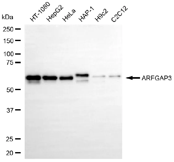 WesternBlot(WB) - KD-Validated ARFGAP3 Mouse Oligoclonal Antibody KVAb00354