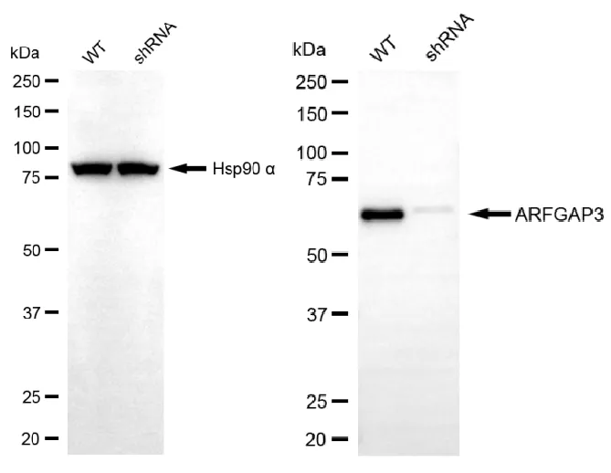 WesternBlot(WB) - KD-Validated ARFGAP3 Mouse Oligoclonal Antibody KVAb00354