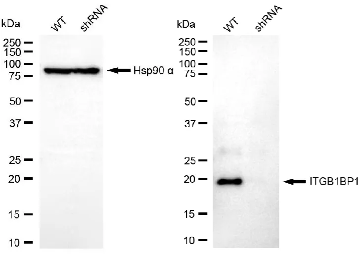 KD-Validated ITGB1BP1 Mouse Oligoclonal Antibody