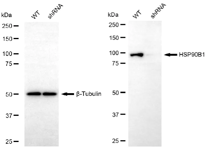 KD-Validated HSP90B1 Mouse Monoclonal Antibody