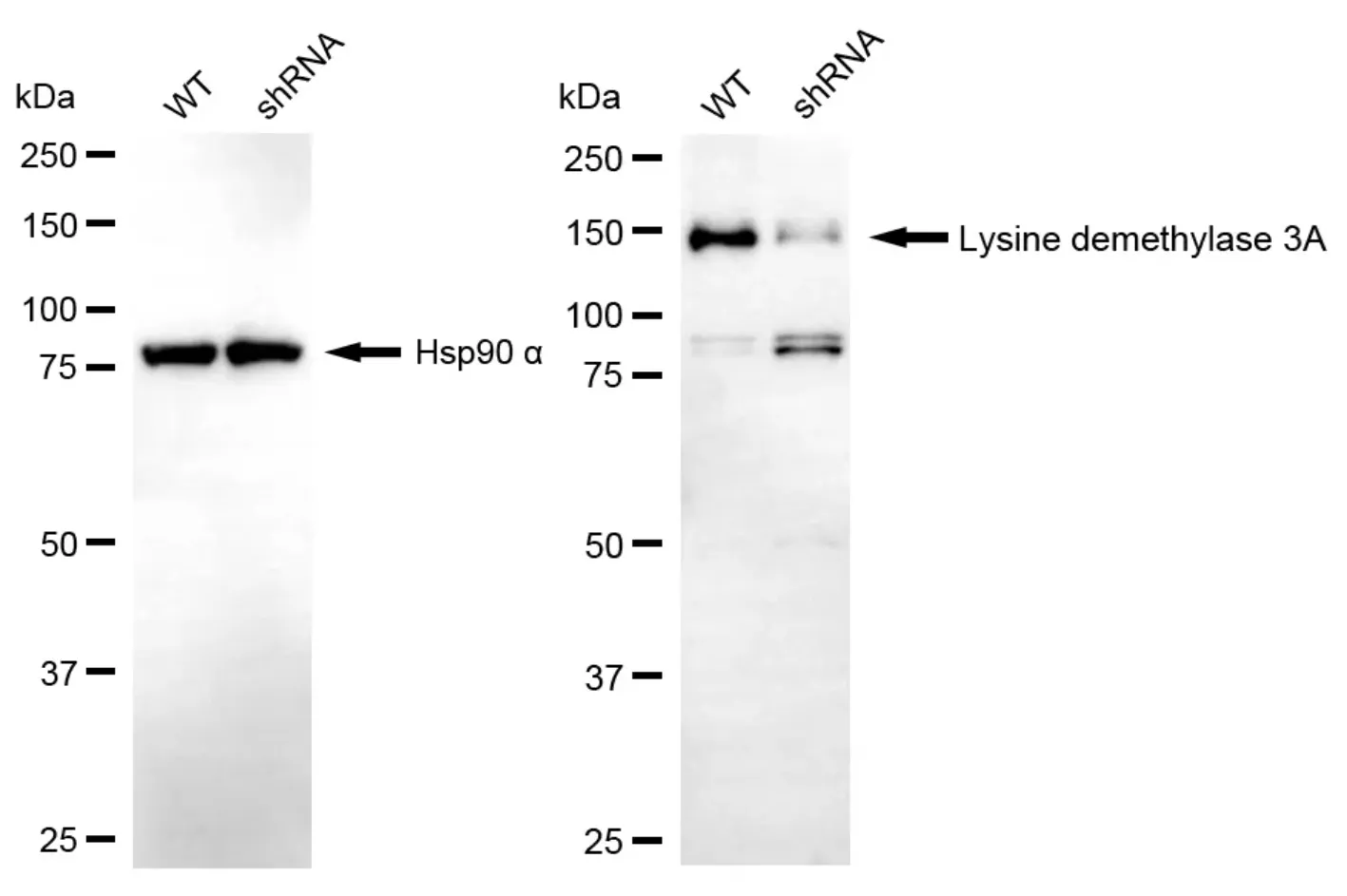 KD-Validated KDM3A Mouse Monoclonal Antibody