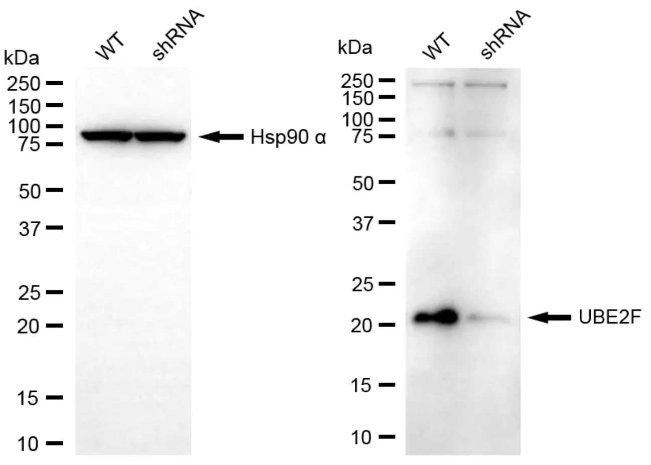 KD-Validated UBE2F Recombinant Rabbit Monoclonal Antibody